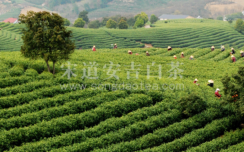宋道生态茶园6